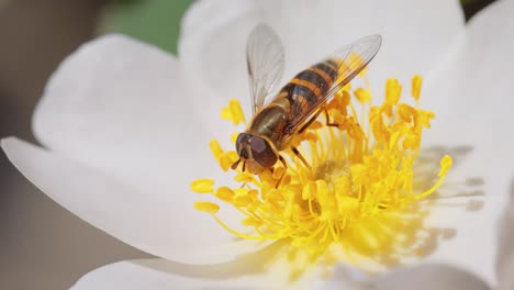 Sírfidos,-Moscas-De-Las-Flores-O-Moscas-Sírfidos,-Insectos-De-La-Familia-Syrphidae.-Se-Disfrazan-De-Insectos-Peligrosos,-Avispas-Y-Abejas.-Los-Adultos-De-Muchas-Especies-Se-Alimentan-Principalmente-Del-Néctar-Y-El-Polen-De-Las-Flores.