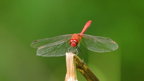 Die-Scharlachrote-Libelle-(Crocothemis-Erythraea)-Ist-Eine-Libellenart-Aus-Der-Familie-Der-Libellulidae.-Zu-Seinen-Gebräuchlichen-Namen-Gehören-Der-Breite-Scharlachrote-Und-Der-Gemeine-Scharlachrote-Schlangenhalsvogel.