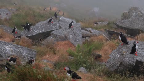 Papageitaucher-(Fratercula-Arctica),-Auf-Dem-Felsen-Auf-Der-Insel-Runde-(Norwegen).