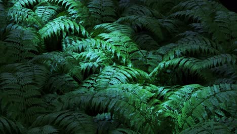 Natural,-green-fern-plant-leaves-in-dark,-climatic-forest.-Soft,-dim-sunlight-pouring-through-dense-rainforest-trees-illuminating-lush-forest-cover.-Scenic-summer-wilderness-in-a-looping-animation.-4K