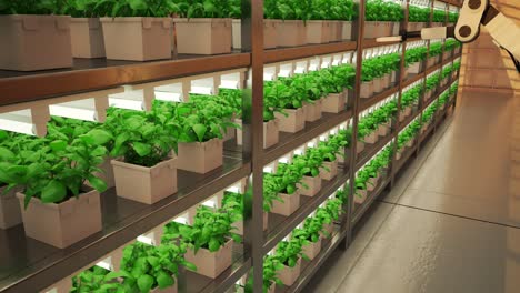 Young,-green-plants-stacked-on-shelves.-Continuous-rows-of-pots-with-seedlings-growing-under-an-artificial-light.-Modern,-contemporary,-clean,-futuristic,-indoors-agricultural-farming.