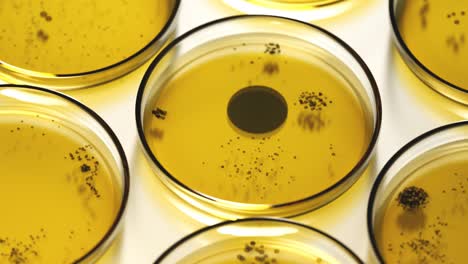 Seamless-looping-animation-with-rows-of-Petri-dishes-containing-a-circular-flat-form-of-black-bacterial-or-fungi-colonies.-Yellow-agar-plate-used-to-diagnose-infection.-Microbiology,-laboratory.-4K