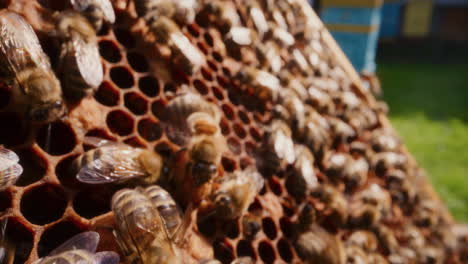 Healthy-Hardworking-Bees-While-Working-on-Honeycomb