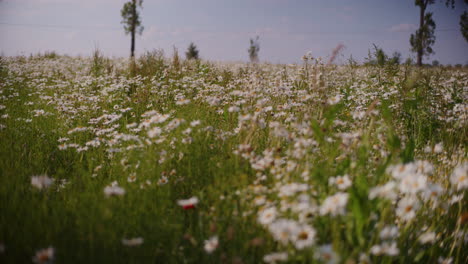 Eine-Blumenwiese-Voller-Weiß-Blühender-Gänseblümchen