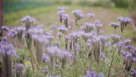 Phacelia-Floreciente-En-Un-Prado-De-Flores