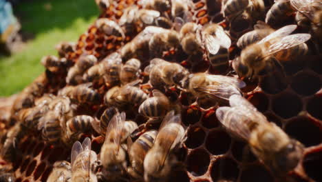 Bienen-Konzentrieren-Sich-Auf-Die-Arbeit-An-Den-Waben-Im-Bienenstock