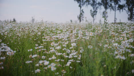 Margaritas-Que-Florecen-En-Un-Prado-De-Campo