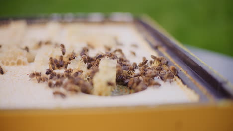 Bienen-Arbeiten-Im-Bienenstock-Im-Bienenhaus