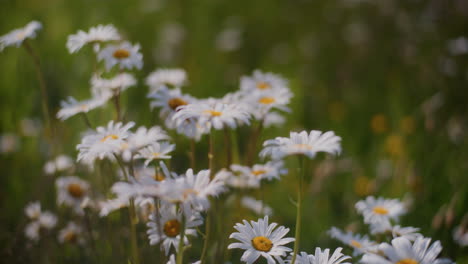 Primer-Plano-De-Margaritas-En-Flor