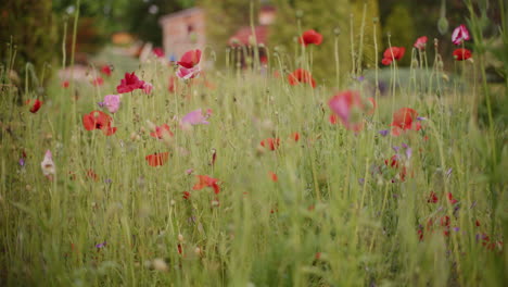 A-Flower-Meadow-Full-of-Red-Blooming-Poppies