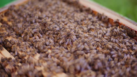 Bienen-Produzieren-Honig