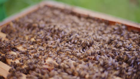 Nahaufnahme-Von-Arbeitsbienen-In-Einem-Offenen-Bienenstock