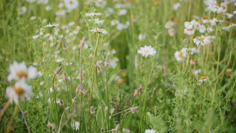 Nahaufnahme-Einer-Biene,-Die-Auf-Einer-Blumenwiese-Pollen-Sammelt