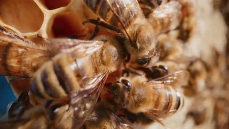 Bee-Canteen,-Bees-Eat,-Feed,-Eat-Honey