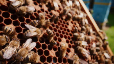 Blick-Auf-Gesunde-Bienen,-Die-In-Einem-Bienenstock-An-Einer-Honigwabe-Arbeiten