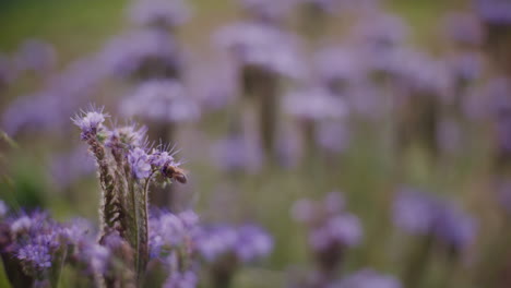 La-Abeja-Trabaja-En-Una-Flor,-Recoge-Polen-Y-Vuela-A-La-Colmena