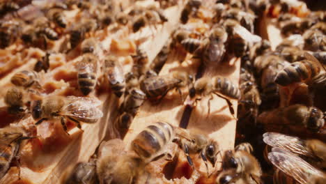 Las-Abejas-Producen-Miel-Vista-Dentro-De-La-Colmena