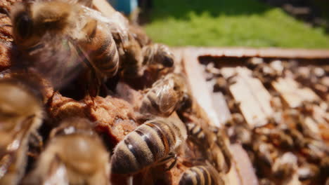 Blick-Auf-Bienen,-Die-Aktiv-Im-Bienenstock-Arbeiten-Und-Dabei-Honig-Produzieren