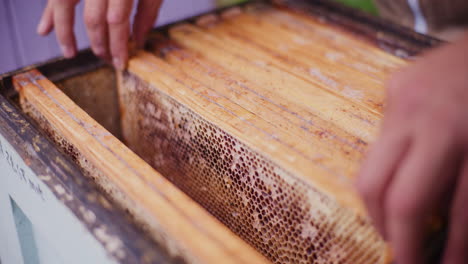 Beekeeper-Puts-Empty-Frames-Into-the-Hive