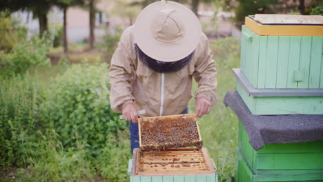 The-Beekeeper-Checks-Whether-the-Bees-Are-Not-Sick-in-the-Apiary
