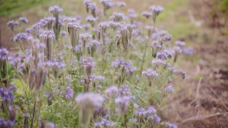 Blooming-Phacelia-in-the-Home-Garden
