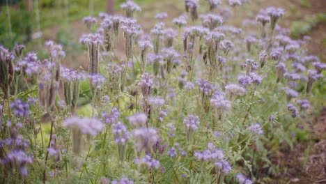 Lush-Bushes-of-Flowering-Phacelia