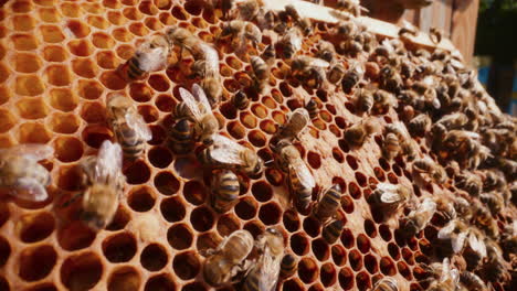 Bienen-Arbeiten-An-Einem-Rahmen-Mit-Honig