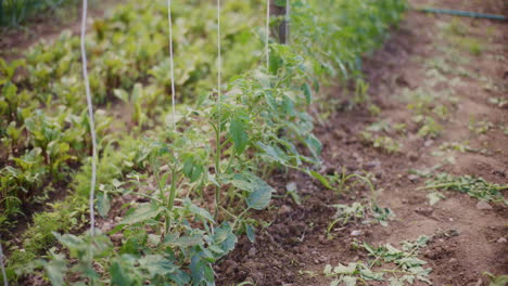 Plantación-De-Tomates-Orgánicos-En-El-Patio-Trasero.