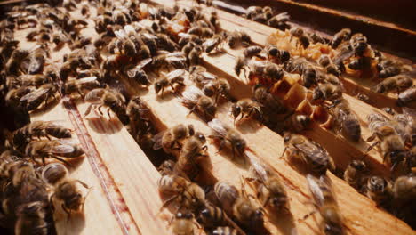 Bienen-Arbeiten-Hart,-Während-Sie-Im-Bienenstock-Honig-Produzieren