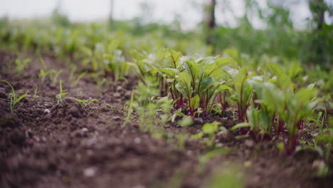 Hermosas-Plántulas-De-Remolacha-Roja-Saludables,-Cultivo-De-Alimentos-Ecológicos-Sin-OGM,-Pesticidas-Ni-Productos-Químicos