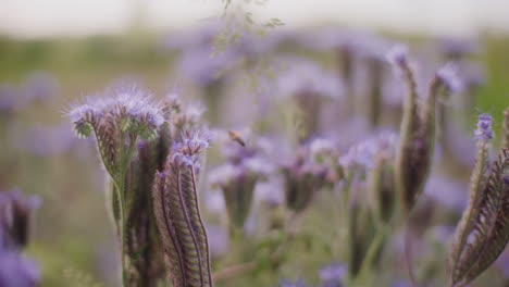 Close-Up-of-a-Bee-Working-on-a-Flower-of-a-Blooming-Phacelia