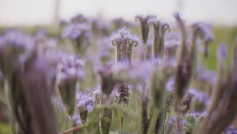 Ein-Feld-Blühender-Phacelia-Im-Sommer