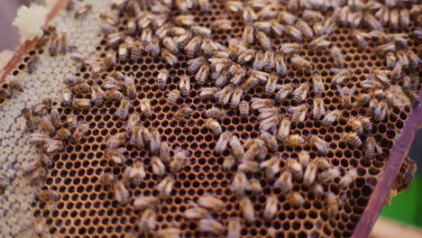 Arbeitsbienen-Füllen-Die-Zellen-Mit-Honig