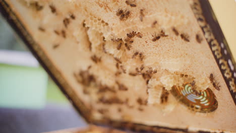 Der-Deckel-Des-Bienenstocks-Ist-Mit-Wildwuchs-Und-Arbeitsbienen-Bedeckt