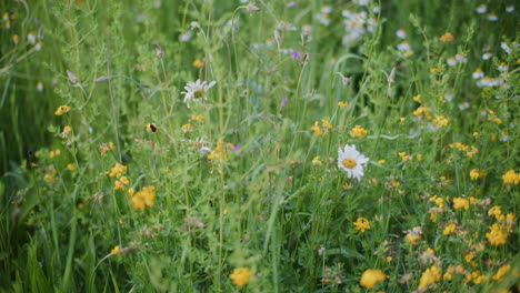 Un-Abejorro-Poliniza-Flores-Silvestres-En-Flor-En-Un-Prado-De-Flores