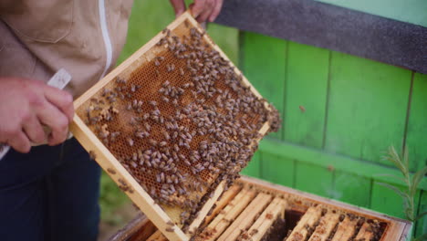 Der-Imker-Untersucht-Den-Rahmen-Und-Die-Bienen,-Um-Festzustellen,-Ob-Sie-Krankheiten-Haben