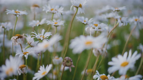 Blühende-Gänseblümchen-Auf-Der-Wiese