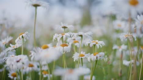 Blumenwiese-Nahaufnahme-Von-Blühenden-Gänseblümchen