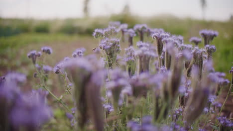 A-Bee-Collecting-Pollen-from-a-Blooming-Phacelia