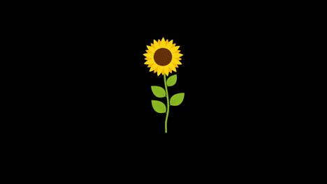 Vídeo-De-Animación-En-Bucle-De-Icono-De-Concepto-De-Girasol-Con-Canal-Alfa