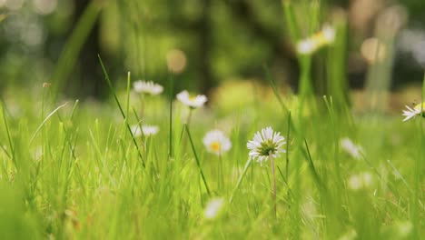 Dandelion-Flowers-After-Blooming-on-Summer-Field.nature,-botany-and-flora-concept-beautiful-daisy-flowers-blooming-in-summer-park