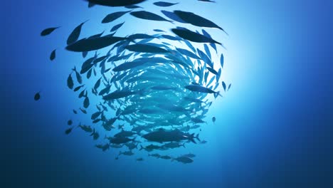 Underwater-shot-with-a-giant-mackerel-swarm-forming-a-bait-ball.-Sunlight-pouring-through-a-dark,-dense-ocean-water-illuminating-animals-silhouettes.-Fish-flock-spinning-around-rapidly.