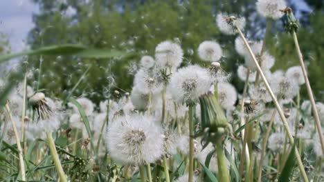 Flauschige-Löwenzahnsamen-Fliegen-über-Die-Lichtung.