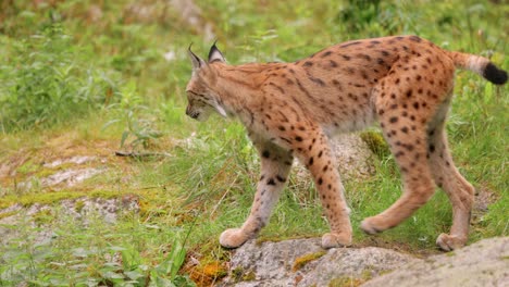 The-Eurasian-lynx-(Lynx-lynx)-in-the-forest.