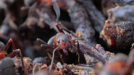 Ant-close-up-in-the-wild.