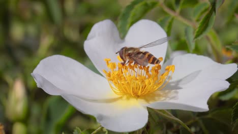 Sírfidos,-Moscas-De-Las-Flores-O-Moscas-Sírfidos,-Insectos-De-La-Familia-Syrphidae.-Se-Disfrazan-De-Insectos-Peligrosos,-Avispas-Y-Abejas.-Los-Adultos-De-Muchas-Especies-Se-Alimentan-Principalmente-Del-Néctar-Y-El-Polen-De-Las-Flores.