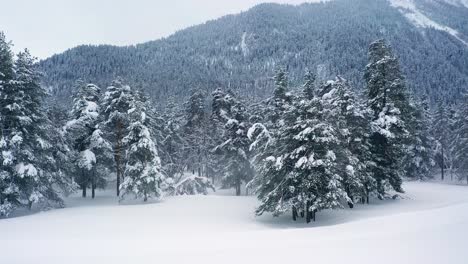 Hermoso-Bosque-De-Nieve-En-Invierno.-Volando-Sobre-Pinos-Cubiertos-De-Nieve.