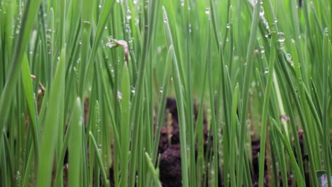 Grünes-Gras,-Nahaufnahme,-Super-Makroaufnahmen.