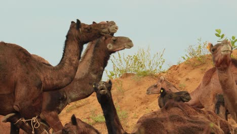 Camels-at-the-Pushkar-Fair,-also-called-the-Pushkar-Camel-Fair-or-locally-as-Kartik-Mela-is-an-annual-multi-day-livestock-fair-and-cultural-held-in-the-town-of-Pushkar-Rajasthan,-India.