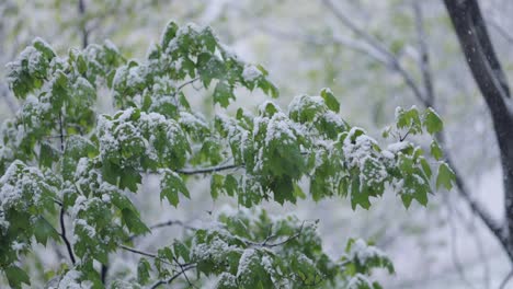 Snowfall-on-green-spring-leaves.-The-non-punishability-of-weather-and-climate-change-on-planet-earth.